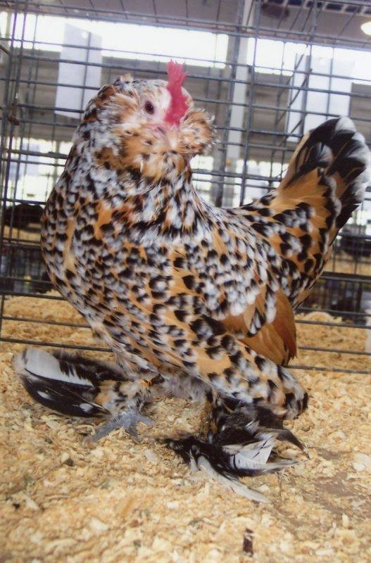 Mỗi con gà tre Bỉ trưởng thành chỉ nặng khoảng 550 – 650gram. Nguồn ảnh: Facebook.