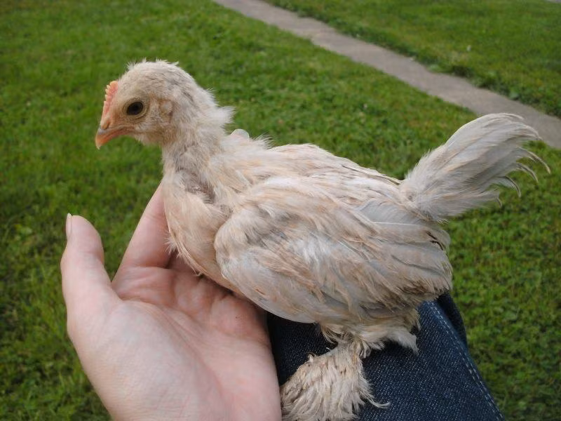 Một lý do khiến nữa gà tre Bỉ đắt đỏ là quá trình nuôi chúng trưởng thành gặp rất nhiều khó khăn. Vì là giống gà nước ngoài nên chúng sinh bệnh liên tục.