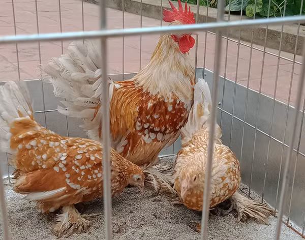 Trong số các loại gà cảnh ở nước ta, gà tre Bỉ (nhập khẩu từ Bỉ) rất đặc biệt khiến dân chơi gà rất thích.