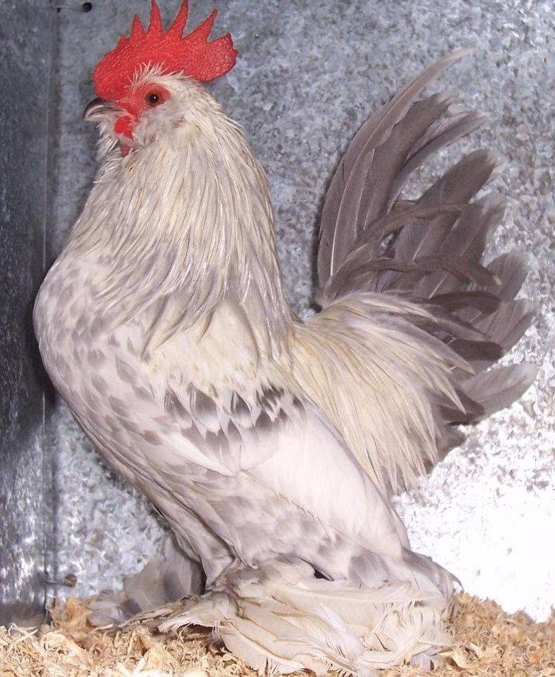 Do đó, giá bán của loại gà tre này luôn ở mức đắt, tới vài triệu đồng/con.