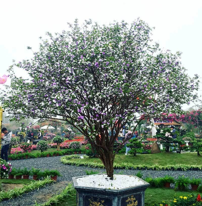 Những chậu hoa nhài Nhật cổ có giá lên tới vài chục triệu đồng mỗi chậu. Ảnh: Vietnamnet.