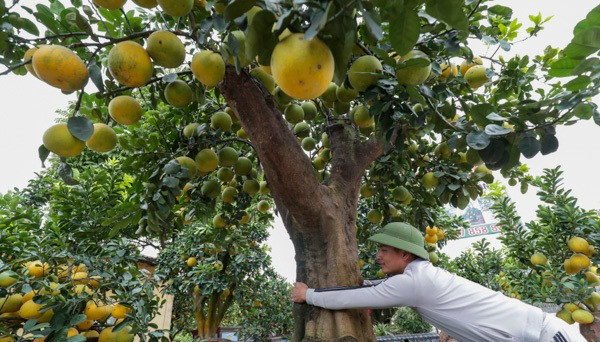 Thậm chí, có cây bưởi cảnh hàng trăm quả được ghép trên những gốc bưởi cổ thụ giá lên tới 200 triệu đồng. Ảnh: Infonet.