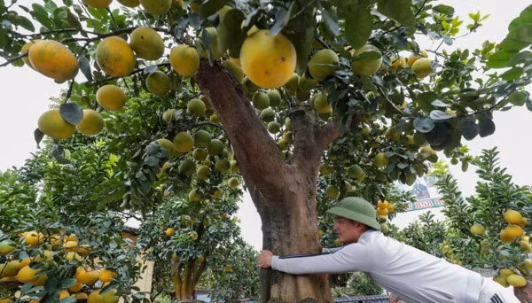 Thậm chí, có cây bưởi cảnh hàng trăm quả được ghép trên những gốc bưởi cổ thụ giá lên tới 200 triệu đồng. Ảnh: Infonet.