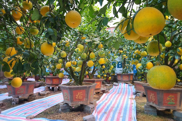 Giá bưởi cảnh trung bình dao động từ 5 – 45 triệu đồng/cây. Ngoài ra có một số cây “khủng” có giá từ 55 triệu – 120 triệu/cây. Ảnh: Dân Việt.