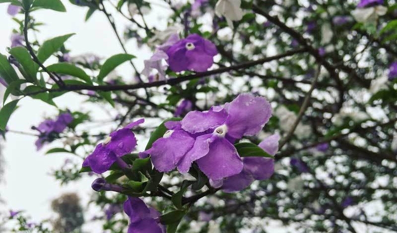 Giá trị của chậu cây cảnh này nằm ở tuổi thọ lên đến 50 năm, kỹ thuật uốn nắn tạo nên tán, bóng của cây và mùi thơm thoang thoảng dễ chịu. Ảnh: Vietnamnet.