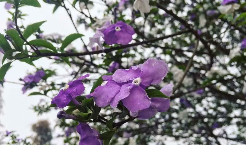 Giá trị của chậu cây cảnh này nằm ở tuổi thọ lên đến 50 năm, kỹ thuật uốn nắn tạo nên tán, bóng của cây và mùi thơm thoang thoảng dễ chịu. Ảnh: Vietnamnet.