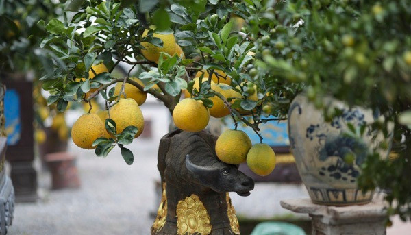 Năm tới là năm Tân Sửu nên những cây bưởi trồng trên lưng con trâu cũng thu hút khách với giá khoảng 8 -10 triệu đồng. Ảnh: Infonet.