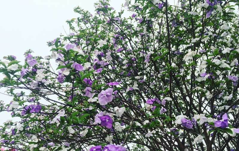 Theo chủ vườn, chậu hoa nhài cổ thu này đã được một đại gia rước về chơi Tết Nguyên đán 2021. Ảnh: Vietnamnet.