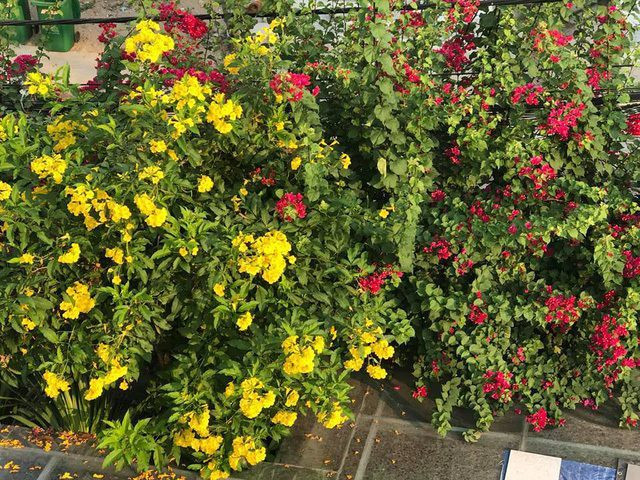 Đủ các loại hoa đua nhau khoe sắc.