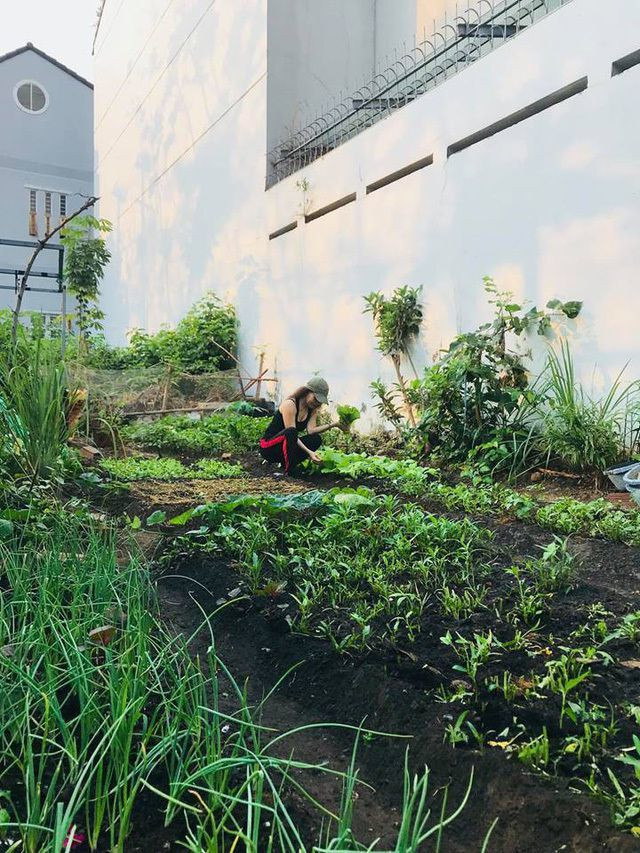 Ngoài ra, mẹ ruột Hà Hồ cũng dành một góc để trồng rau xanh.