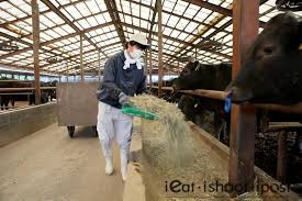 Trong quá trình nuôi, bò Ozaki cũng không sử dụng bất cứ loại kháng sinh nào.