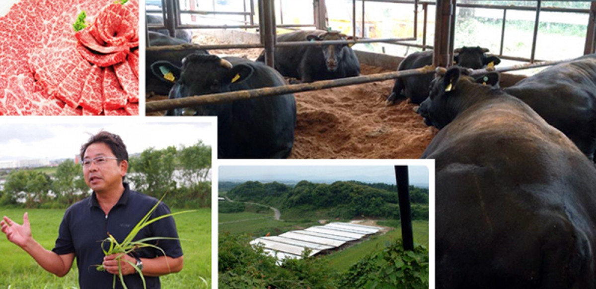 Sở dĩ có giá cao ngất ngưởng như vậy là bởi bò Ozaki được ăn một chế độ ăn hoàn toàn tự nhiên, với thức ăn được pha trộn từ 13 loại ngũ cốc (trong đó có lúa mạch, đậu nành, lúa mì…).