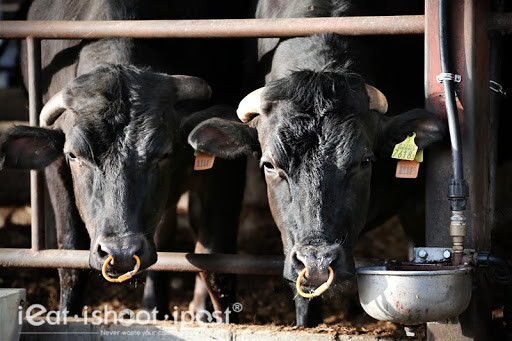 Ngoài ra, chế độ chăn nuôi kéo dài cũng khiến thịt bò Ozaki trở nên đặt biệt.