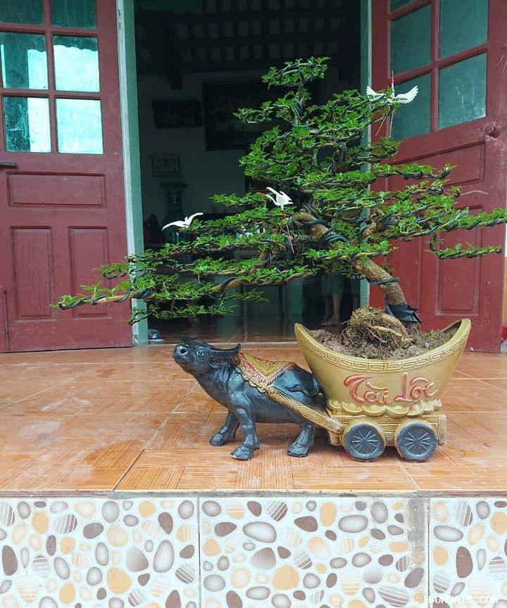 Cây cần thăng bonsai được trồng trên chậu nghệ thuật. Cả cây và chậu cao khoảng 40cm, dài khoảng 50cm. Ảnh: Vườn cộng đồng bonsai.