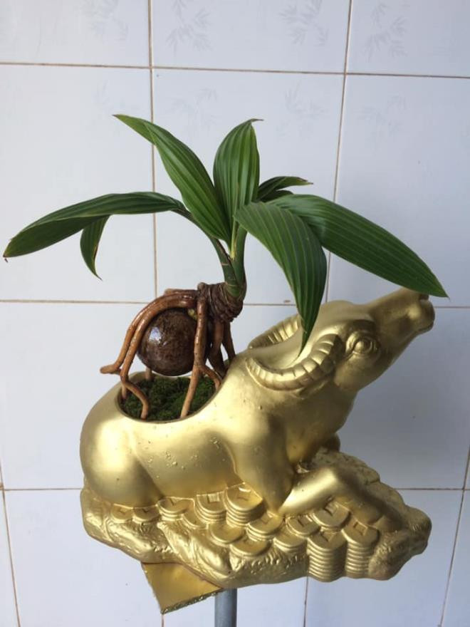Trâu vàng "cõng" dừa bonsai cũng được một số nghệ nhân giới thiệu tới khách hàng trong dịp Tết Tân Sửu 2021. Ảnh: Facebook.