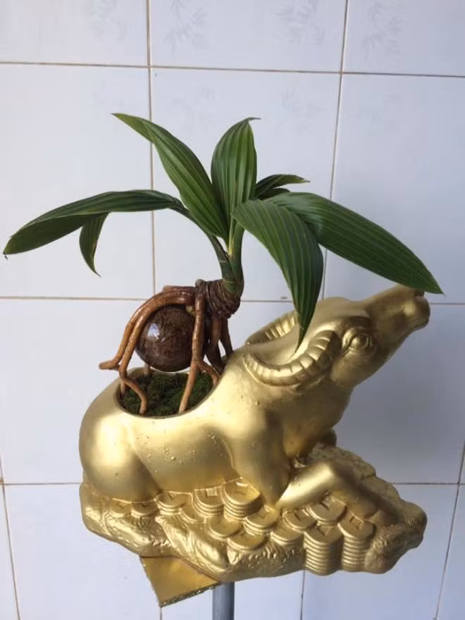Trâu vàng "cõng" dừa bonsai cũng được một số nghệ nhân giới thiệu tới khách hàng trong dịp Tết Tân Sửu 2021. Ảnh: Facebook.