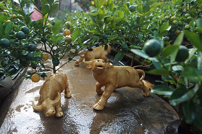 Man nhan loat bonsai hinh trau choi Tet 2021