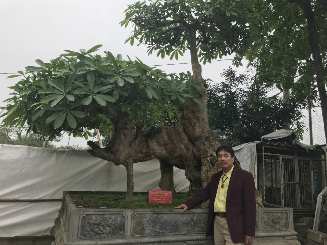 20 năm qua, ông Hòa vẫn tự tay chăm cây hoa sữa độc đáo này. Ảnh: Dân Việt.