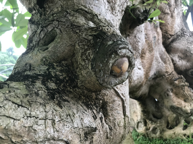 Năm 2010, có khách từng trả 6 tỷ đồng để sở hữu cây nhưng ông Hòa nhất quyết từ chối. Ảnh: Dân Việt.