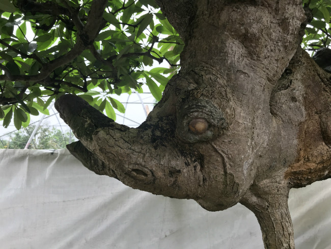 Khi mới mua về, cây đã có hình dáng giống con voi. Ông chỉ tạo tán để cây xanh, đẹp hơn. Ảnh: Dân Việt.