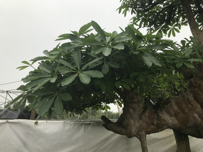 Cây hoa sữa ít người chơi cảnh vì sợ tuổi thọ không nhiều. Vì thế, ông Hòa nhận định khó có thể tìm được cây hoa sữa dáng voi như thế này ở nước ta. Ảnh: Dân Việt.