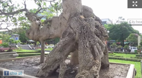 Không nhớ rõ tuổi đời của cây hoa sữa này nhưng theo ông Hòa nó cũng phải lên đến hàng trăm năm. Ảnh: Báo đất việt.