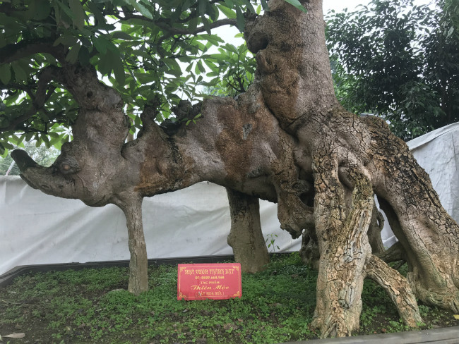 Trồng rất nhiều trên đường phố song hiếm có cây hoa sữa nào được thấy trồng trong khuôn viên nhà vườn mà có hình dạng độc đáo như cây hoa sữa Thiên Mộc được trồng tại nhà vườn Hòa taxi (Văn Giang, Hưng Yên). Ảnh: Dân Việt.