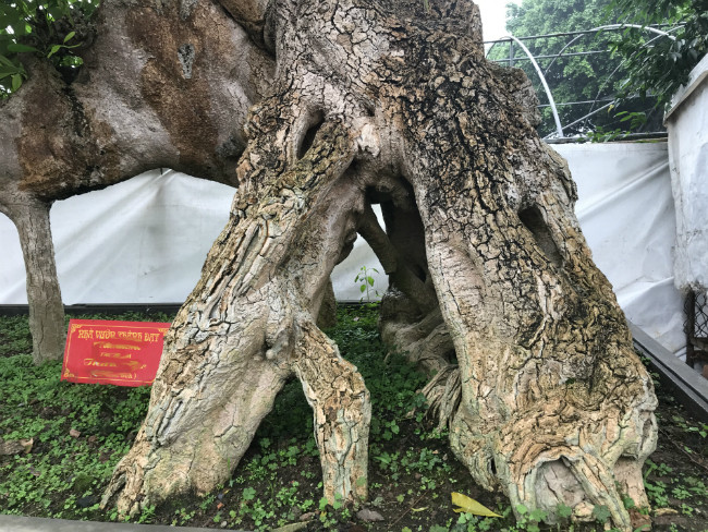 Thế cây được chủ vườn tạo dáng trong suốt 20 năm chăm sóc. Ảnh: Dân Việt.