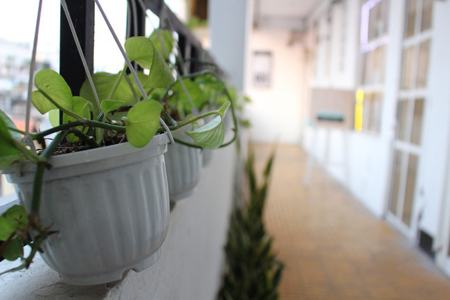 Hành lang được trang trí nhiều cây xanh. Ảnh: Facebook.