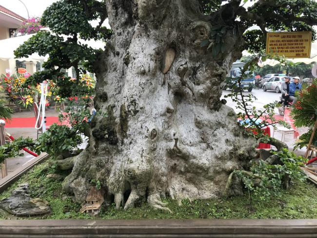 Gốc cây kích thước rất lớn, 2 người ôm không hết. Ảnh: Dân Việt.
