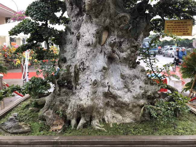 Gốc cây kích thước rất lớn, 2 người ôm không hết. Ảnh: Dân Việt.