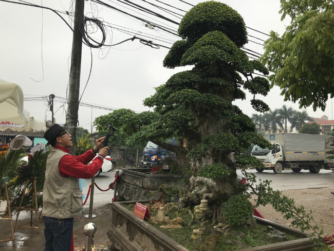 Đến nay, cây duối của ông Hòa đã đạt chuẩn dáng "Lão mai đại thọ" theo quan niệm xưa. Ảnh: Dân Việt.