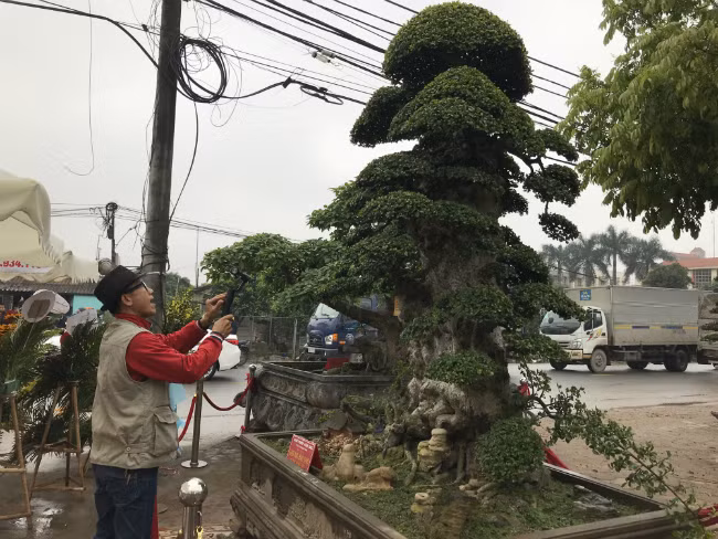Đến nay, cây duối của ông Hòa đã đạt chuẩn dáng "Lão mai đại thọ" theo quan niệm xưa. Ảnh: Dân Việt.