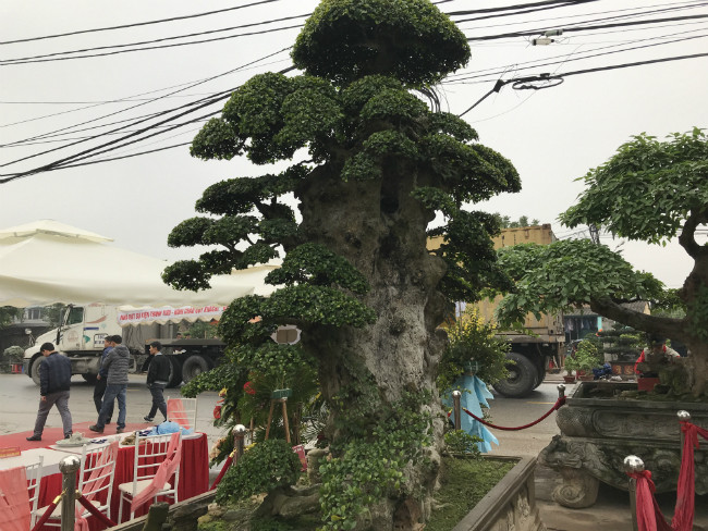 Trong giới cây cảnh, nhiều người cho rằng ở nước ta sẽ không có cây duối cổ thứ 2 như vậy. Ảnh: Dân Việt.