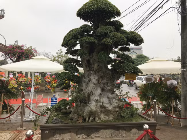 Cây duối này từng đem đi nhiều triển lãm cây cảnh ở khắp nơi, có khách trả giá hơn 10 tỷ đồng nhưng ông Hòa vẫn chưa bán. Ảnh: Dân Việt.