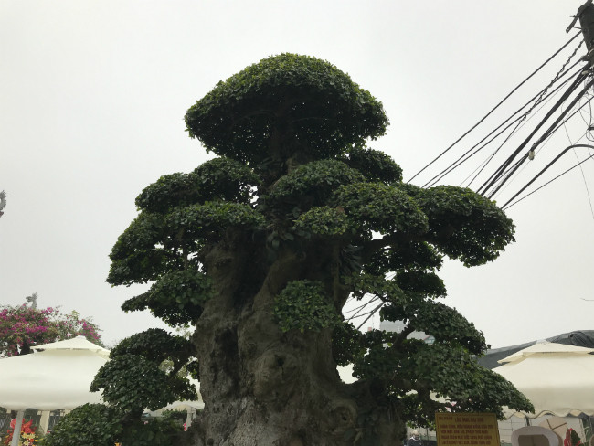 Ông Hòa cho biết mua lại cây duối này cách đây 18 năm với giá 320 triêu đồng ở Bắc Giang. Ảnh: Dân Việt.