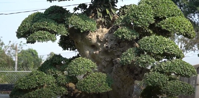 Sau khu mua, ông tiếp tục chăm bón, tạo dáng cây theo sách cổ. Ảnh: Zing.