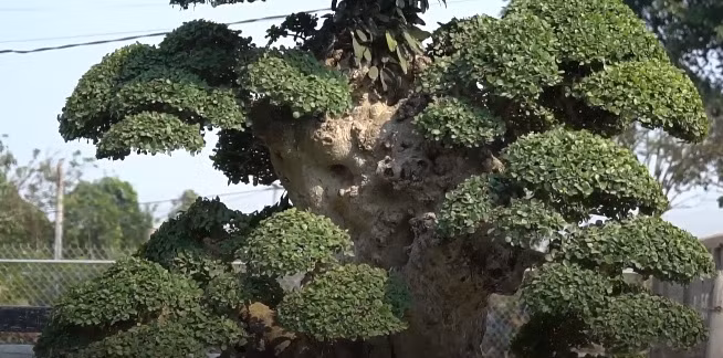 Sau khu mua, ông tiếp tục chăm bón, tạo dáng cây theo sách cổ. Ảnh: Zing.