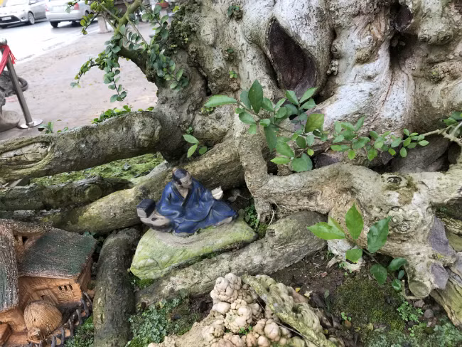 Bộ rễ và tay cành của cây được giới sành chơi cây cảnh đánh giá là báu vật. Ảnh: Dân Việt.