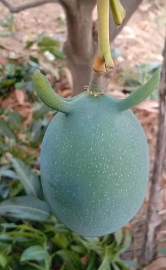 “Phi cuoi” truoc loat hoa qua hinh dang ky quac trong vuon