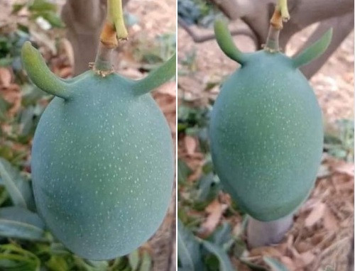 Hình ảnh ngộ nghĩnh khiến một tài khoản hài hước viết: "Xoài mà còn có sừng thì huống chi mình". Ảnh: FB.