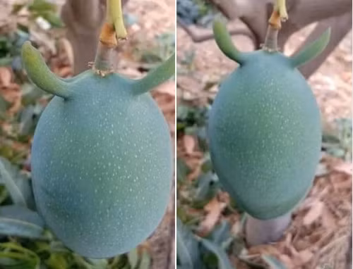 Hình ảnh ngộ nghĩnh khiến một tài khoản hài hước viết: "Xoài mà còn có sừng thì huống chi mình". Ảnh: FB.