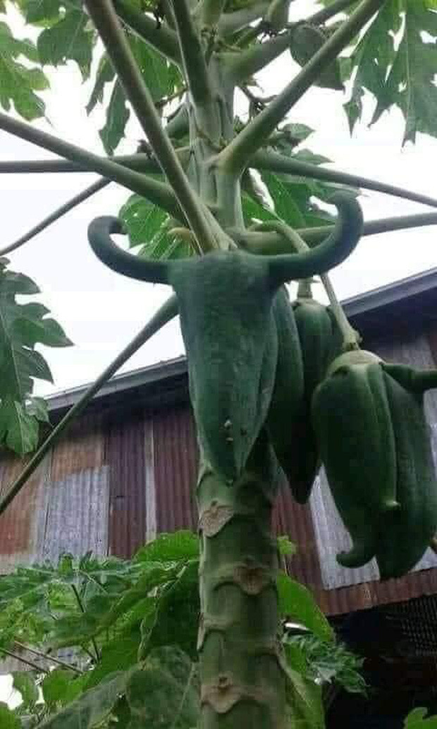 Xoài không phải là loại hoa quả duy nhất mọc sừng. Khổ chủ cũng khoe thêm quả đu đủ với cặp sừng còn dài và cong hơn trái xoài ở trên. Ảnh: FB Nguyễn Thuỷ