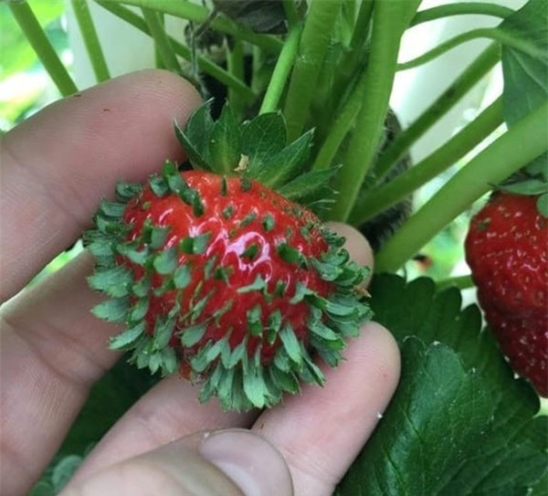 Dâu tây "mọc lông" khiến nhiều người "nổi da gà". Ảnh: Internet