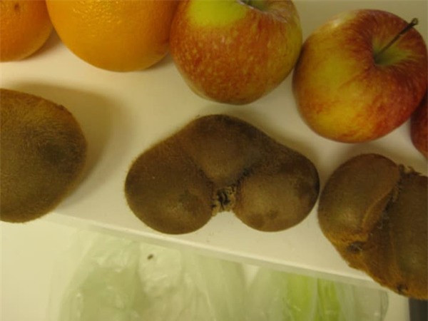 Kiwi "sinh ba" đáng sợ. Ảnh: Internet