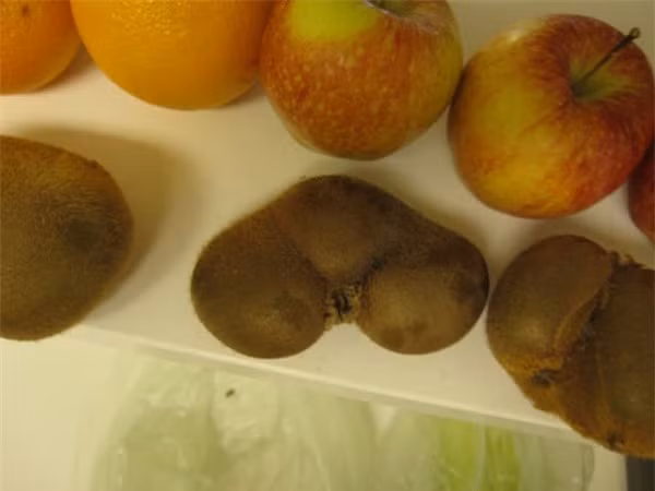 Kiwi "sinh ba" đáng sợ. Ảnh: Internet