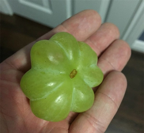 Trước đó, trên mạng cũng từng xuất hiện nhiều loại hoa quả hình dáng kỳ quặc khiến ai nấy đều kinh ngạc. 7 quả nho cùng dính vào nhau như trái cà chua múi là một ví dị. Ảnh: Internet