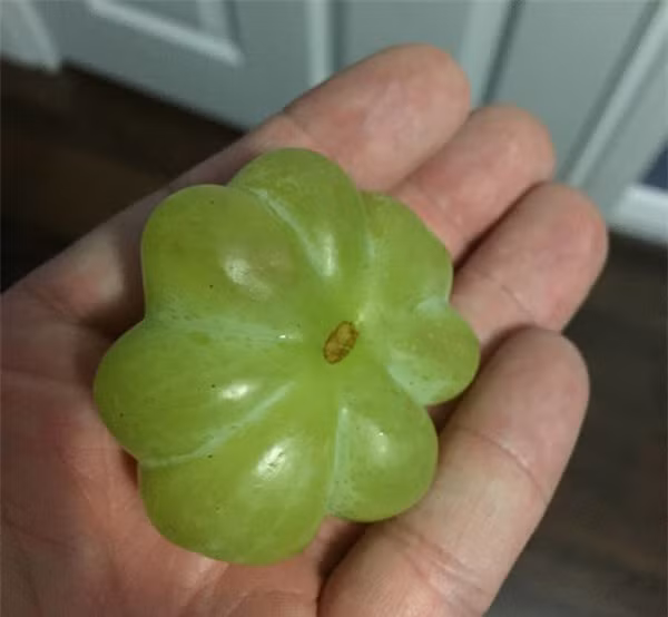 Trước đó, trên mạng cũng từng xuất hiện nhiều loại hoa quả hình dáng kỳ quặc khiến ai nấy đều kinh ngạc. 7 quả nho cùng dính vào nhau như trái cà chua múi là một ví dị. Ảnh: Internet