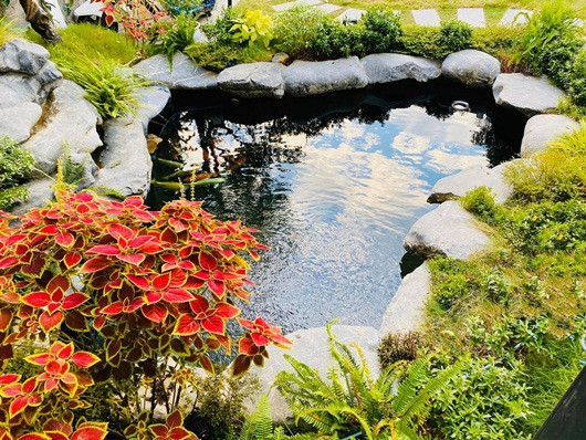 Hồ cá Koi được bài trí với đá và cây cảnh xen lẫn đẹp mắt ngay trước cửa nhà nữ diễn viên Lã Thanh Huyền.