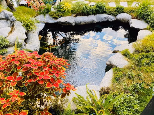 Hồ cá Koi được bài trí với đá và cây cảnh xen lẫn đẹp mắt ngay trước cửa nhà nữ diễn viên Lã Thanh Huyền.